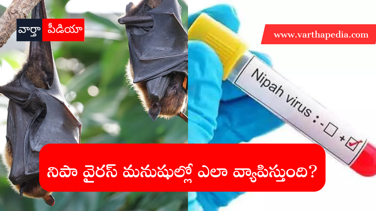 How Does Nipah Virus Spread in Humans